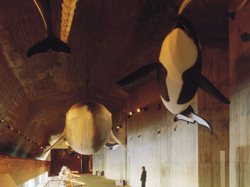 museo del mundo marino 2002 museo del mundo marino 2002